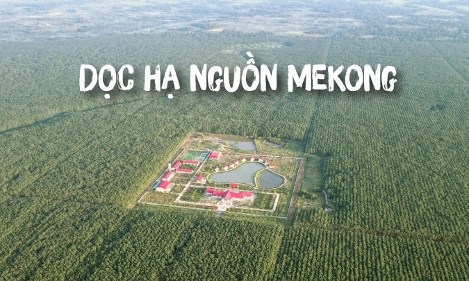 Ngỡ ngàng cây cao su trên đất Chùa Tháp